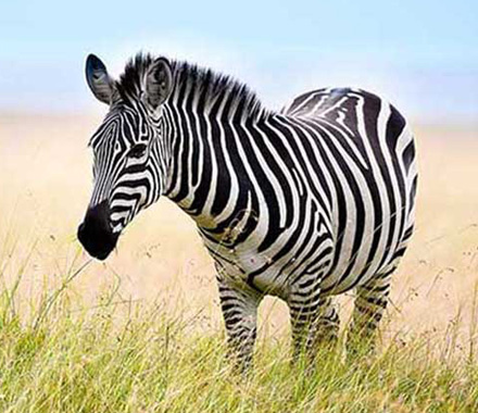 Not an actual patient photo