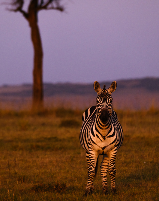 A zebra looks to the camera while standing in a field at sunset.