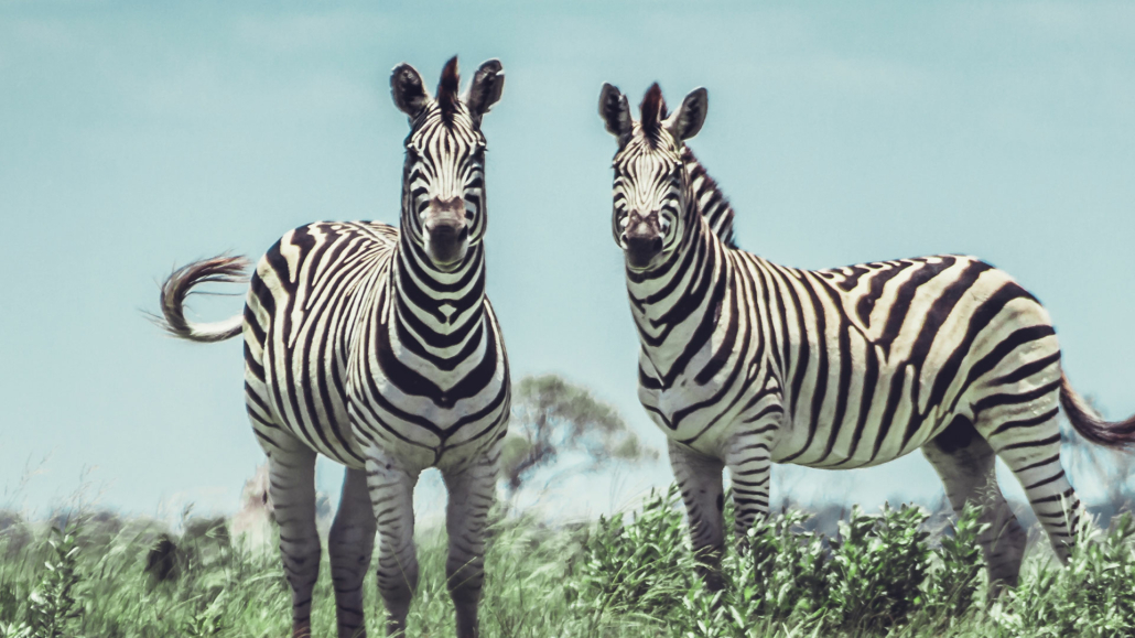 Zebras standing in field.
